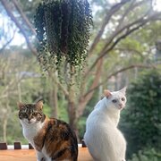 Home Owner wanting sitter in Newcastle, New South Wales