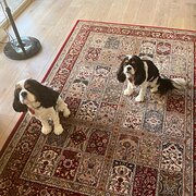 Home Owner wanting sitter in PERTH, Western Australia