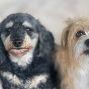 Home Owner wanting sitter in Newcastle NSW, New South Wales