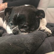 Home Owner wanting sitter in , Western Australia