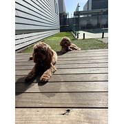 Home Owner wanting sitter in Gold Coast, New South Wales