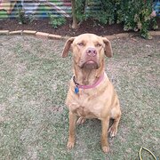 Home Owner wanting sitter in Brisbane , Queensland