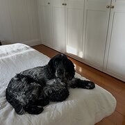 Home Owner wanting sitter in Brisbane, Queensland