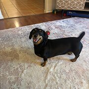 Home Owner wanting sitter in Brisbane, Queensland