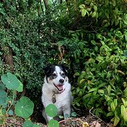 Home Owner wanting sitter in Hobart , Tasmania