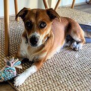 Home Owner wanting sitter in Mandurah, Western Australia