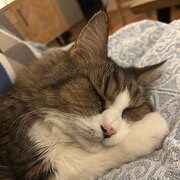 Home Owner wanting sitter in Melbourne, Victoria