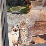 Home Owner wanting sitter in Melbourne, Victoria