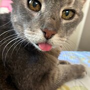 Home Owner wanting sitter in , Queensland