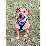Home Owner wanting sitter in , Queensland