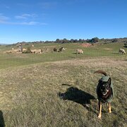 Home Owner wanting sitter in , Tasmania