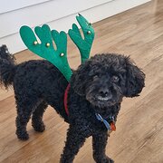 Home Owner wanting sitter in Perth, Western Australia