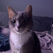 Home Owner wanting sitter in Perth , Western Australia