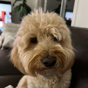 Home Owner wanting sitter in Sunshine Coast, Queensland