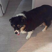 Home Owner wanting sitter in , Queensland