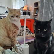 Home Owner wanting sitter in Goulburn, New South Wales