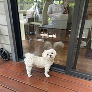 Home Owner wanting sitter in Melbourne , Victoria