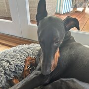Home Owner wanting sitter in Perth, Western Australia