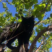 Home Owner wanting sitter in Armidale, New South Wales