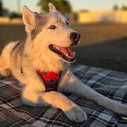 Home Owner wanting sitter in , Queensland