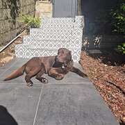Home Owner wanting sitter in , New South Wales