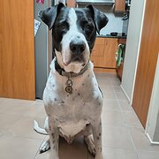 Home Owner wanting sitter in , Queensland