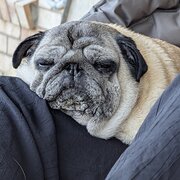Home Owner wanting sitter in , Queensland