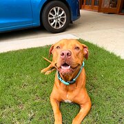 Home Owner wanting sitter in Brisbane, Queensland