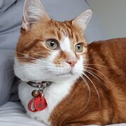 Home Owner wanting sitter in Perth, Western Australia
