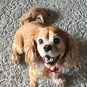 Home Owner wanting sitter in BRISBANE, Queensland