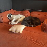 Home Owner wanting sitter in , Western Australia