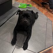 Home Owner wanting sitter in Adelaide , South Australia