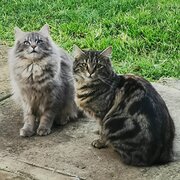 Home Owner wanting sitter in Rosedale, Victoria