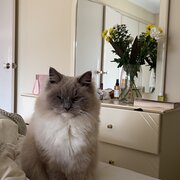 Home Owner wanting sitter in , Western Australia