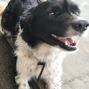 Home Owner wanting sitter in Coffs Harbour , New South Wales