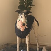 Home Owner wanting sitter in Shepparton, Victoria