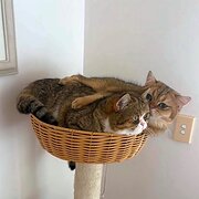Home Owner wanting sitter in Perth, Western Australia