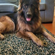 Home Owner wanting sitter in Brisbane, Queensland