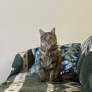 Home Owner wanting sitter in Brisbane, Queensland