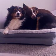 Home Owner wanting sitter in Hervey Bay, Queensland