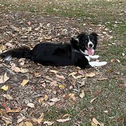Home Owner wanting sitter in , Queensland