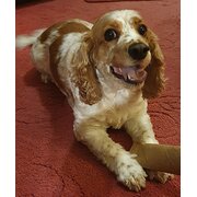 Home Owner wanting sitter in , New South Wales