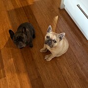 Home Owner wanting sitter in Geelong, Victoria