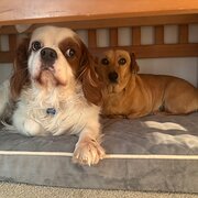 Home Owner wanting sitter in Melbourne , Victoria