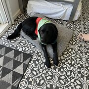 Home Owner wanting sitter in Brisbane, Queensland
