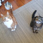 Home Owner wanting sitter in RYDE, New South Wales