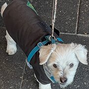Home Owner wanting sitter in Wollongong or Sydney, New South Wales