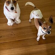 Home Owner wanting sitter in Gold Coast , Queensland