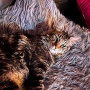 Home Owner wanting sitter in Perth, Western Australia