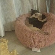 Home Owner wanting sitter in Brisbane, Queensland